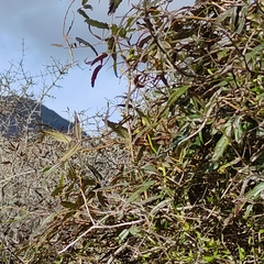 Rubus schmidelioides schmidelioides