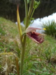 Calochilus robertsonii