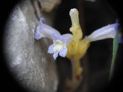 Phelipanche nana