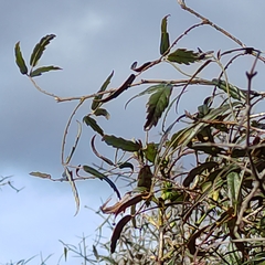 Rubus schmidelioides schmidelioides