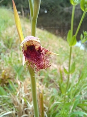Calochilus robertsonii