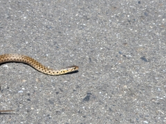 Fowlea flavipunctata