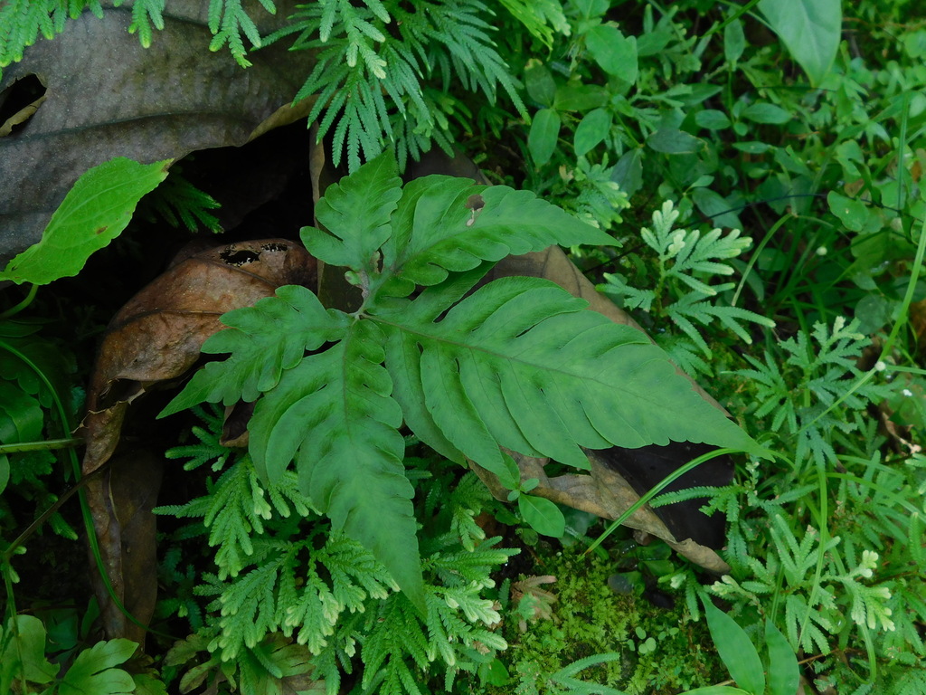 Tectaria aurita