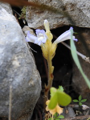 Phelipanche nana