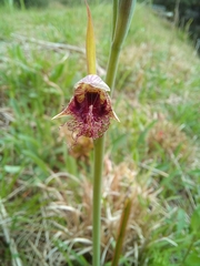 Calochilus robertsonii