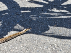 Fowlea flavipunctata