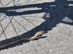 Fowlea flavipunctata