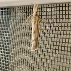 Neodactria luteolellus