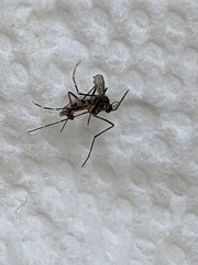 Aedes aegypti