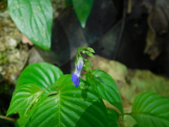 Rhynchoglossum obliquum