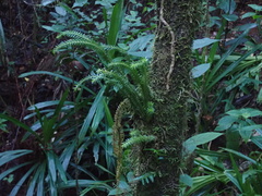 Phlegmariurus