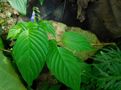 Rhynchoglossum obliquum