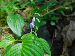 Rhynchoglossum obliquum