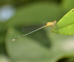 Pseudagrion
