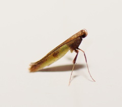 Caloptilia azaleella