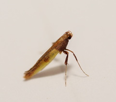 Caloptilia azaleella