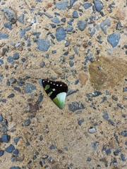 Graphium macleayanus