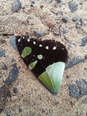 Graphium macleayanus