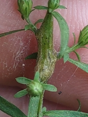 Neolasioptera ramuscula