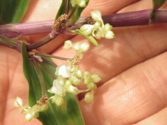 Tripogandra serrulata