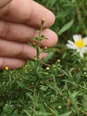 Neolasioptera ramuscula