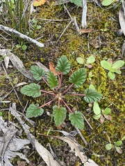 Pelargonium rodneyanum