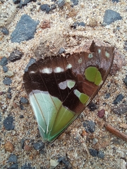 Graphium macleayanus