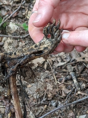 Mammalia