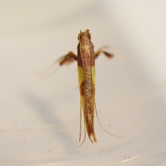 Caloptilia azaleella