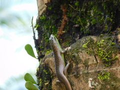 Dasia olivacea
