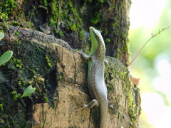 Dasia olivacea