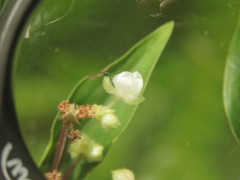 Tripogandra serrulata