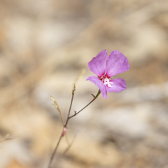 Clarkia