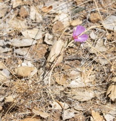 Clarkia