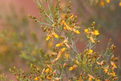 Jacksonia ramosissima