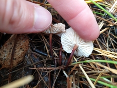 Mycetinis scorodonius