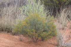 Jacksonia ramosissima