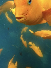 Hypsypops rubicundus