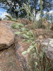 Eragrostis superba