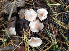 Mycetinis scorodonius