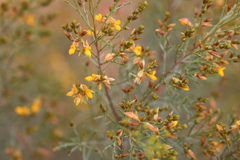 Jacksonia ramosissima
