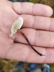 Mycetinis scorodonius