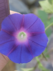 Ipomoea pubescens