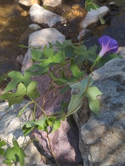Ipomoea pubescens