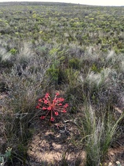 Brunsvigia orientalis