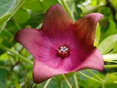 Polystemma guatemalense