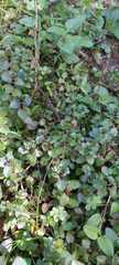 Gratiola sexdentata