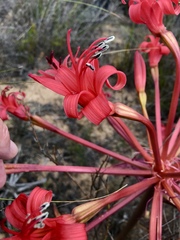 Brunsvigia orientalis