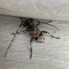 Graphisurus triangulifer