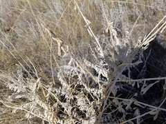 Astragalus drummondii